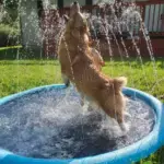 Family Fun Splash Sprinkler Pad: Cool Off with Pets and Kids