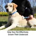 The Ultimate Dog Hair Solution: All-in-One Grooming Rake