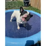 Family Fun Splash Sprinkler Pad: Cool Off with Pets and Kids - Image 11