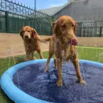 Family Fun Splash Sprinkler Pad: Cool Off with Pets and Kids - Image 12