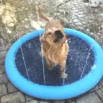 Family Fun Splash Sprinkler Pad: Cool Off with Pets and Kids - Image 14
