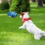 Doggy Disc Ball - Non-Stop Fun for Your Furry Friend! - Image 4