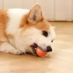 Smart Rolling Ball: Interactive Fun for Your Dog - Image 4