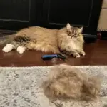 The Ultimate Dog Hair Solution: All-in-One Grooming Rake - Image 6