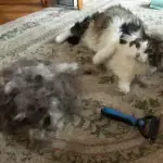 The Ultimate Dog Hair Solution: All-in-One Grooming Rake - Image 7