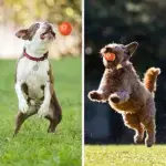 Smart Rolling Ball: Interactive Fun for Your Dog - Image 7