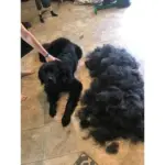 The Ultimate Dog Hair Solution: All-in-One Grooming Rake - Image 8