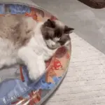 Interactive Wave-Maker Cat Toy: Ocean Minnow Play Mat - Image 8