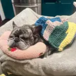 Calming Dog Pillow - Image 2