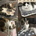 Cosy Calming Cat Blanket - Image 4