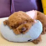 Calming Dog Pillow