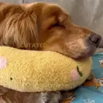Calming Dog Pillow - Image 3