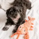 Interactive Flopping Lobster Toy