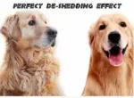2-in-1 Pet Dematting Comb - Image 10