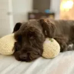 Calming Dog Pillow - Image 4