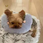 Calming Dog Pillow - Image 5