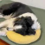 Calming Dog Pillow - Image 6