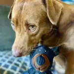 Unbreaka-Bear – The Indestructible Chew Toy for Tough Chewers - Image 2