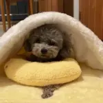 Calming Dog Pillow - Image 7