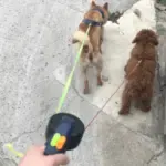 Tangle-Free Dual Dog Leash - Image 2