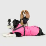 3-in-1 Ultimate Winter Dog Jacket – Warm, Waterproof & Built-In Harness - Image 2
