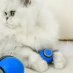 Snappy Tail Interactive Motion Cat Toy - Image 5