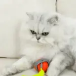 Snappy Tail Interactive Motion Cat Toy - Image 3